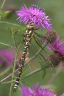 Southern_Hawker